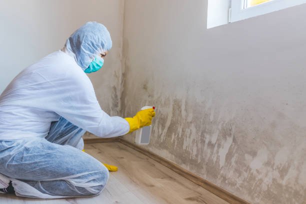 Licensed Mold Remediation service in Spring Hill, TN - WQB Mold Removal
