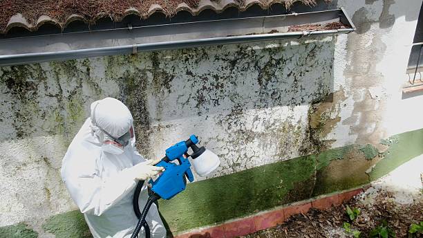Top rated local Mold Remediation specialists in Spring Hill, TN